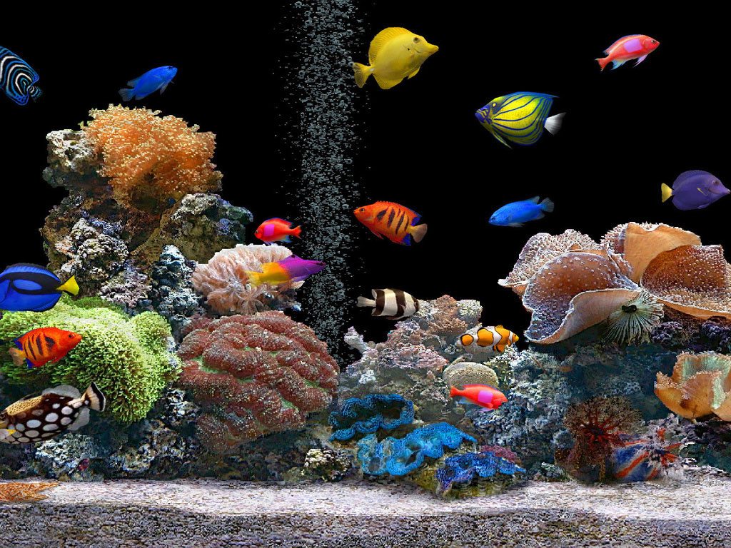 Peixes de Aquário Nomes e Fotos de Peixes de Água Doce Peixes de Aquário Nomes e Fotos de Peixes de Água Doce